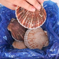 통영 참가리비 1박스 1kg 2kg 3kg 4kg, 통영 참가리비 2kg, 1box