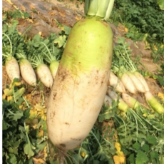 제주산 싱싱 단단한 아삭아삭 햇무, 1박스, 제주 세척무 10kg 크기 랜덤