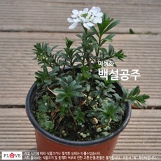 백설공주(이메리스), 1개