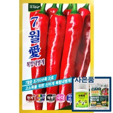 7월애고추 1200립 다나 24년 고추 씨앗 고추종자, 1개 