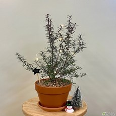 (싹쓰리식물원) 호주매화 공기정화 공기정화식물 미세먼지제거 인테리어 홈인테리어 인테리어식물