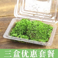 DIY 이끼키우기 인테리어화분 테라리움세트 이끼 마이크로 조경 신선한 꽃 냄비 조경 DIY 재료 포장 이끼