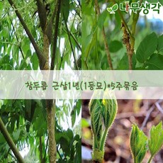 착한가격 나무생각 참두릅 근삽1년(1등묘)*5주묶음