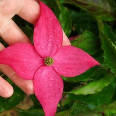 산딸나무 묘목 / 스칼렛파이어 내한성 강한 독우드, 1개