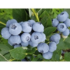 평창 유기농블루베리 1Kg 산지직송 (500g 2팩)