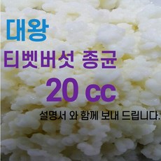 티벳버섯 유산균종균 캐비어그레인 프로바이오틱스 10cc발효유 수제요거트, 20cc