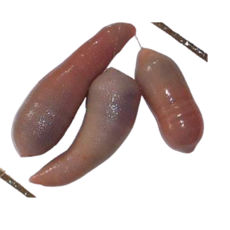 미끼용 개불(30미) 감성돔 미끼
