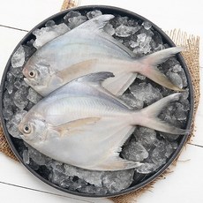 [요리조리] 국내산 손질 세척 병어 대형 10미 (1미 220-260g), 1개