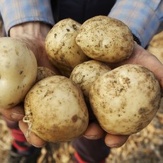 2024 햇 감자 포슬포슬 강원도 두백 수미 감자 국내산 3kg 5kg 10kg, 1박스, 두백감자 중 5kg