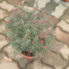 호주매화 중대품 야생화 40~60cm 149