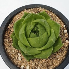 라이프티그라