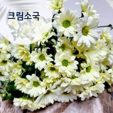 필랑말랑 TOP01