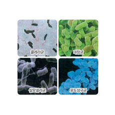 현미경세균표본