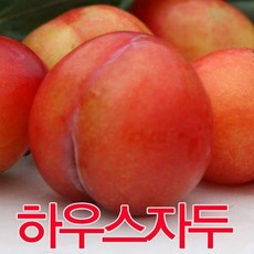 [자연의선택]새콤달콤하우스자두600g8-12과