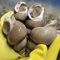[빙장포장]포항 동해안 자연산 생물 활 백고동 백골뱅이 산지직송, 소소 (50미 이상), 1개, 1kg