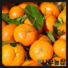 (나무농장) 귤나무 7치 화분, 1개