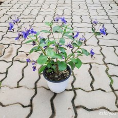 나비수국