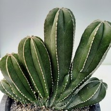 9c25067b7e7b4e8a5fec95c7730b5e89658a01dc55fdbf658362b8a70a2b.jpg