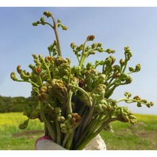 제주말린고사리