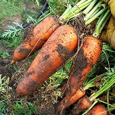 무농약주스용당근