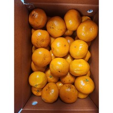 제주 노지감귤 대과(L-2L) 실중량 5kg, 1박스, 제주 노지감귤 대과 5kg(L-2L)