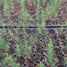 아스파라거스종근