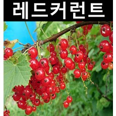 레드커런트 8치화분 결실주/나무 묘목/과실수/유실수
