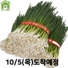 쪽파 TOP01