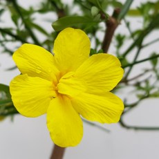영춘화(외목대)