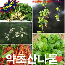 원예 식물 씨앗 약초 산나물 5종 더덕 단삼 방풍, 1개