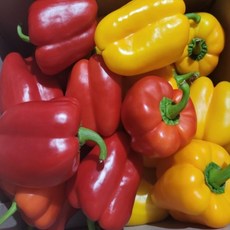 상큼하고 시원한 풍미 산지직송 국내산 파프리카, 1박스, 2kg