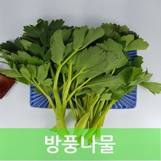 추천10방풍나물무침