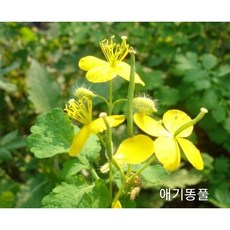 천기저귀애기똥풀