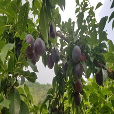 바이오체리자두