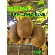 제주 참다래 그린키위 5kg 가정용 29 000원!!, 1개