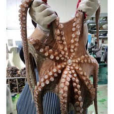연안 끝판왕문어 3kg, 1개
