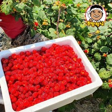 [봉팔형님] 새콤달콤함이 톡톡~ 국내산 산딸기 1kg, 01_봉팔형님 산딸기 1kg, 상세설명 참조