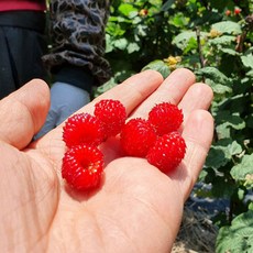 국내산 생 산딸기 1kg