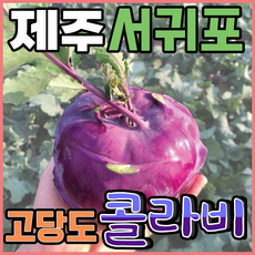 [득템몰] 제주 콜라비 5kg 10kg 국내산 보라색무 제주도콜라비 고당도 겨울제철음식, 1개