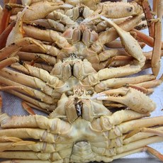 킹크랩선어