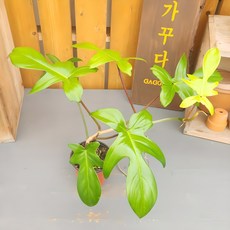 가꾸다 필로덴드론 뷰티 그린 플로리다 뷰티그린(Philodendron Florida Beauty Green), 1개