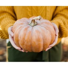 산후조리호박즙