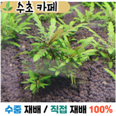 피나디피다