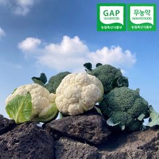 제주 한림 무농약 컬리플라워 콜리플라워 브로콜리 3kg 5kg 농장직송 택배비포함 제주뜨레, 무농약 컬리플라워 & 브로콜리 5kg, 1개