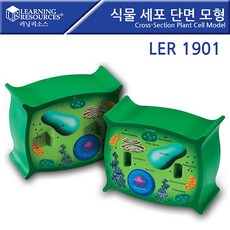GOT+SLA 러닝리소스_LER1901 식물 세포 단면 모형 Cross-Section Plant Cell ModelOsU+7788EA