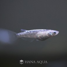 67f1ab77df2a56b890bbf7f0a03c5d1241db9b44eabf948a2a81f7273756.jpg