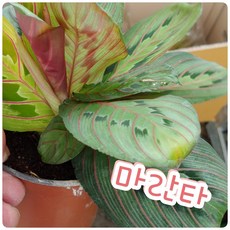 d08e9509ac6923a3ead8b6704b371b3cbe1601700db003017bb4c0fe09ba.jpg
