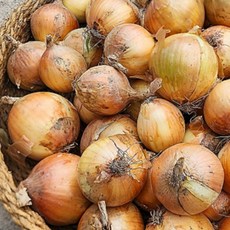 양파15kg
 [초록팜] 국내산 단단한 못난이 양파 햇양파 15kg(못난이/소중대 혼합) 1개