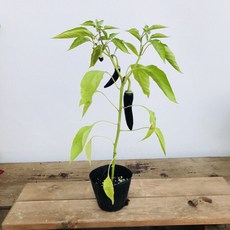 여주가지농장