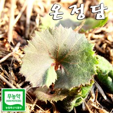 지칭개